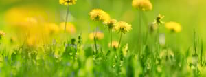 dandelion-weed.jpg-1280x480