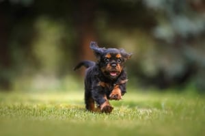 dog-6977210_1920-1