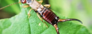 earwig-treatment-senske-pest-control-earwigs-1280x480