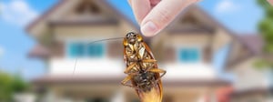 east-denver-pest-control-1280x480
