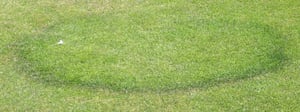 fairy-ring-senske-lawn-disease-service-fairy-rings-1280x480-2
