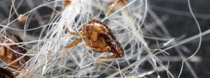 flea-control-senske-pest-control-fleas-1280x480