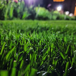 grass-6239538_1280