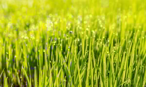 green-grass