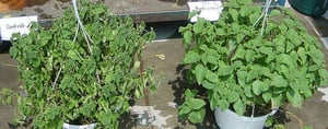 hanging-plants-in-white-e1714486290461