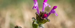 henbit-weed.jpg-1280x480