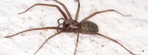 hobo-spider-control-senske-hobo-spiders-1280x480-1