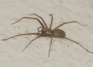 hobo-spider-small