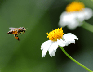 honey-bee