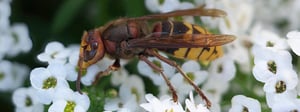 hornet-control-senske-pest-control-hornets-1280x480