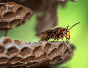 hornet