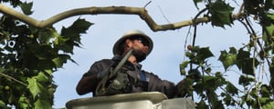 idf-tree-service-1200x480