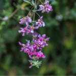 japanese-clover-weed.jpg-150x150-1