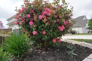 landscaped yard in bentonville ar