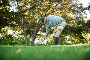 lawn technician flagging for fleas and ticks in springdale lawn