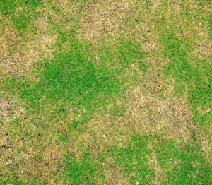 lawn-disease-spot-discolored
