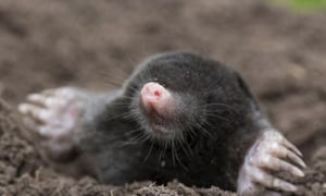 mole-in-dirt