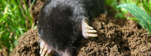 moles-voles-pest-control-senske-1280x480