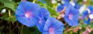 morning-glory-weed-1280x480-1