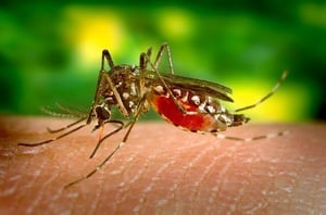 mosquito-542156_640