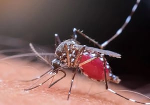mosquito-zika