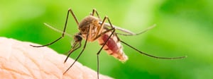 mosquitoes-mosquito-control-senske-1280x480