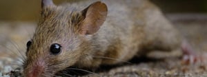 mouse-control-senske-rodent-control-1280x480