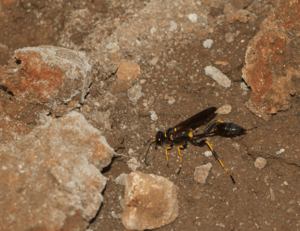 mud-dauber