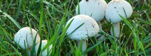 mushrooms-senske-mushroom-control-1280x480