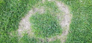 necrotic-ring-spot-treatment-senske-1-1024x480