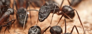 odorous-ants-control-house-ants-senske-1280x480