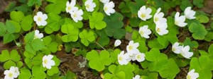oxalis-weed-1280x480