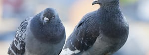 pest-bird-control-senske-1280x480-1