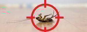 pest-control-insect-control-senske-1280x480