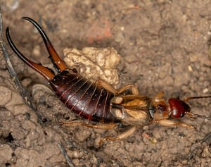 pexels-mahmoud-yahyaoui-earwig