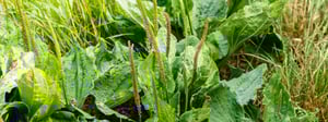 plaintain-grass-weed-1280x480