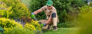 plant-trimming-shrub-pruning-senske-1280x480-1
