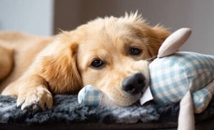 prevent-dog-fleas-yard