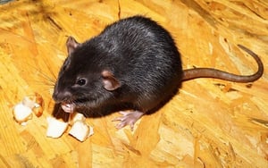 rat-2804058_640
