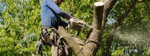 residential-tree-removal-service-senske-1280x480