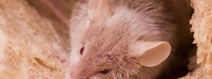 rodent-control-senske-pest-control-1280x480