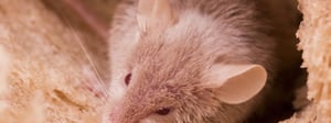 rodent-control-senske-pest-control-1280x480