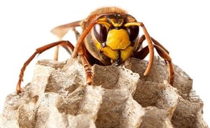 salt-lake-city-pest-control-senske