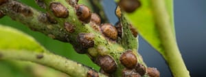 scale-insects-senske-pest-control-1280x480