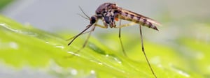 seattle-mosquito-tick-control-1280x480
