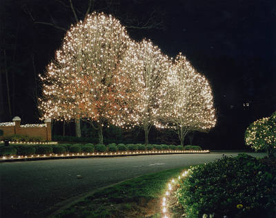 senske-christmas-lights-trees