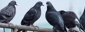 senske-pigeon-control-1280x480