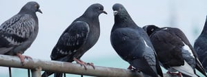 senske-pigeon-control-1280x480