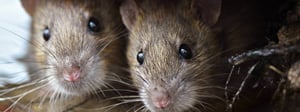senske-rat-control-1280x480