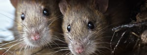 senske-rat-control-1280x480